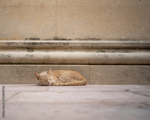 portrait of a stray cat