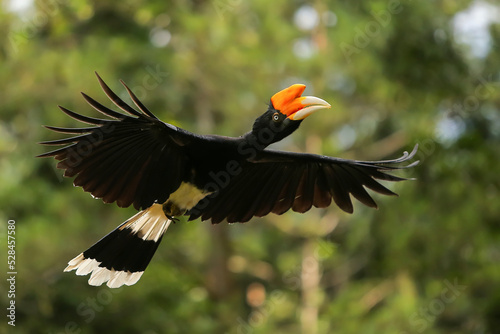 hornbill flying in the forest borneo island Indonesia