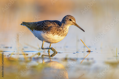 Green Sandpiper Wading against bright background