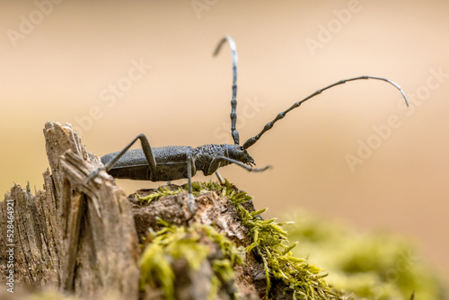 Great capricorn beetle on dead wood