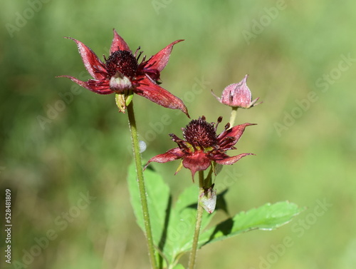 Marsh cinquefoil Potentilla palustris red flowers closeup