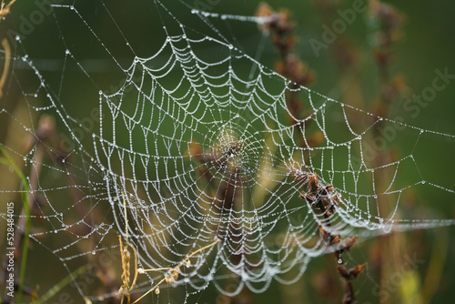 Macro photo of a spider web dew drops during an autumn morning. Nature details photography.