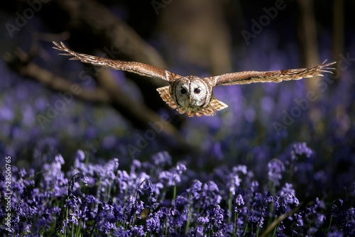 Tawny owl during flight. Strix aluco.
