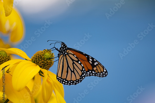 Monarch butterfly, Danaus plexippus, feeding on and pollinating a cut-leaf coneflower, Rudbeckia laciniata, in a garden