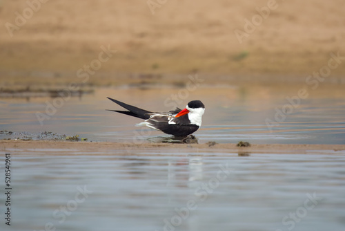 Indian skimmer or Indian scissors-bill (Rynchops albicollis) observed on the banks of the Chambal river near Bharatpur in Rajasthan, India