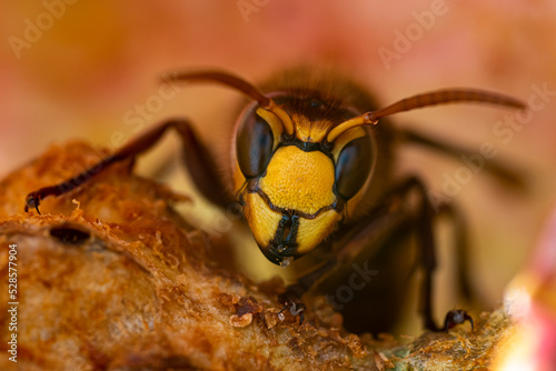 A European Hornet (Vespa crabro germana) resting in a hollow apple after a sweet feast.