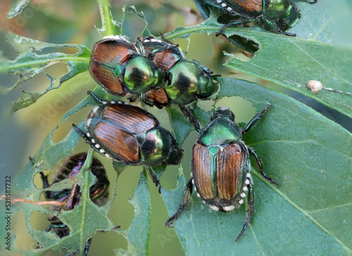 Japanese beetles on a leaf