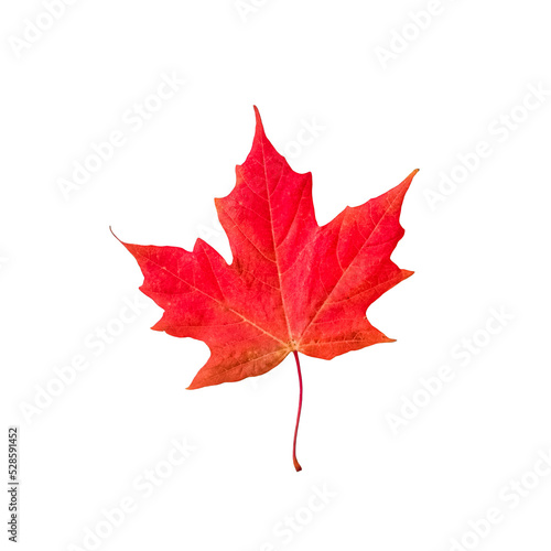 Red maple leaf isolated cutout