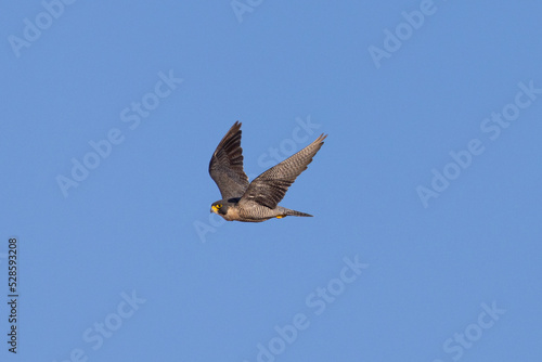 Close view of a Peregrine Falcon flying, seen in the wild in North California