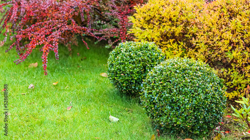 Landscape garden design with green lawn, colorful ornamental shrubs and shaped boxwoods in autumn