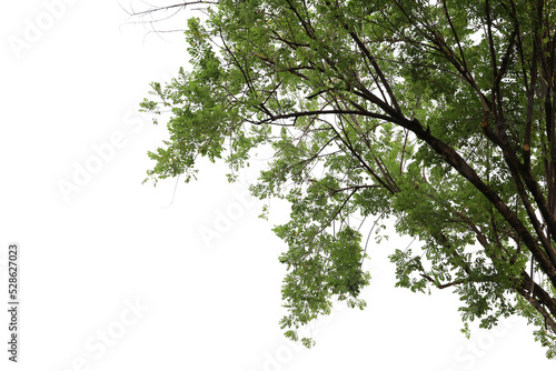 Tropical tree leaves and branch foreground 