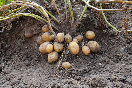 Close up of potato plant roots with tubers on it and dried green plant parts in an upper part of a picture. Depiction of how potato plant is growing with carefully removed soil around a roots.