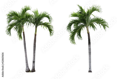 Adonidia palm trees