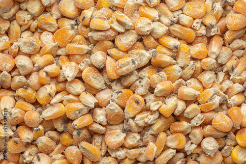 Corn weevil, Maize weevil beetles ,Maize grain weevil, Insect damaged corn kernels