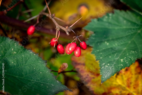Red berries in autumn