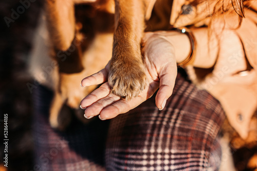 Dog paws with human hands close up. Woman walk with little English cocker spaniel puppy dog in autumn park. Pet love, friendship, trust, help between the owner and dog.