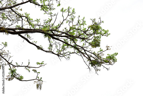 Tropical tree leaves and branch foreground 