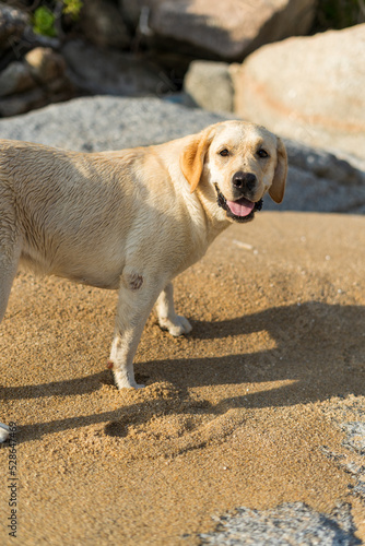 Happy Dog Beach Labrador