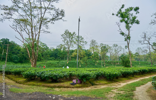Tea garden in Kaziranga, Assam