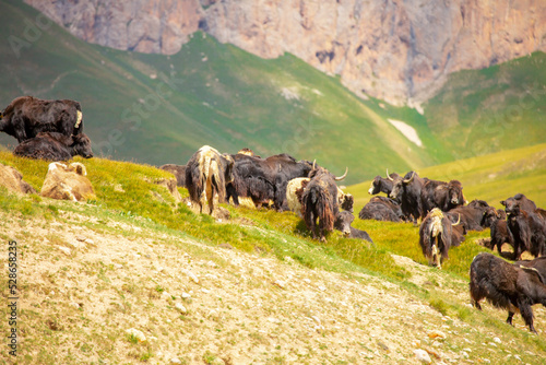 A herd of yaks graze in the mountains. Himalayan big yak in a beautiful landscape. Hairy cow cattle wild animal in nature in Tibet. Sunny summer day in the wild. Farm animal in Nepal and Tibet.