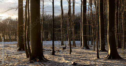 small deer in winter forest