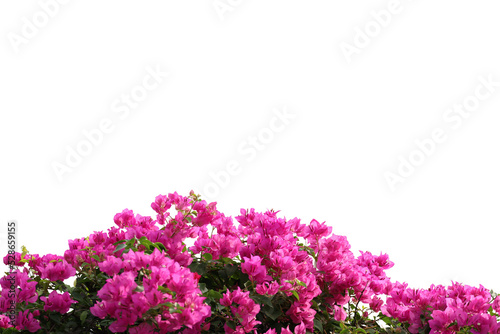 Realistic flowering plants foreground isolated