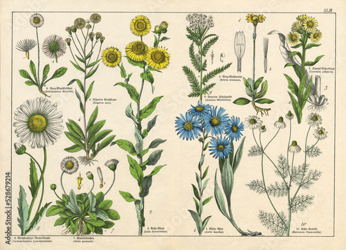 A sheet of antique botanical lithography of the 1890s-1900s with images of plants. Copyright has expired on this artwork. Digitally restored.