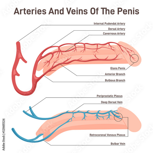 Blood circulation of the penis. Male reproductive organ with artery and veins