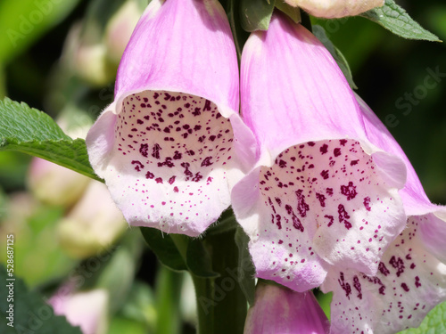 Makroaufnahme von rosa Fingerhutblüten des Roten Fingerhut, Digitalis purpurea