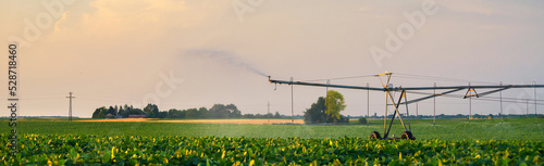 Agricultural irrigation system watering sugar beet field in summer