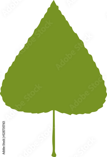 Aspen leaf isolate green birch tree plant leafage