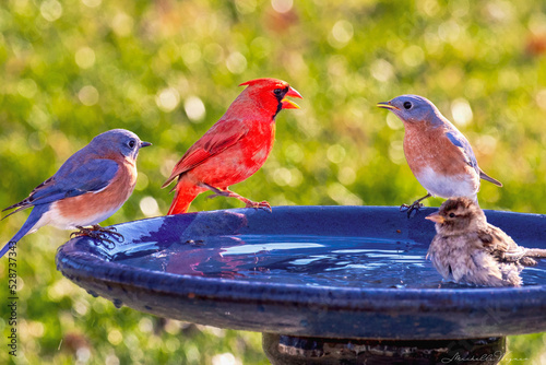 Cardinal vs. Bluebird 