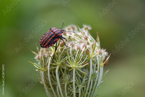Graphosoma italicum - Italian Striped-Bug - Punaise arlequin