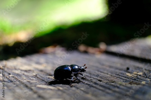 Close up of Anoplotrupes stercorosus, the dor beetle in the forest