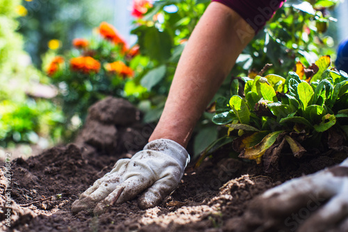 Planting flowers by a farmer in the garden bed of a country house. Garden seasonal work concept. Hands close up