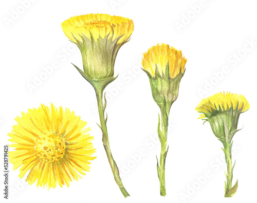 Yellow flowers tussilago in Watercolor. The first spring flowers coltsfoot. Foalfoot isolated on transparent background. Watercolor illustration. Field flowers. plants used in medicine