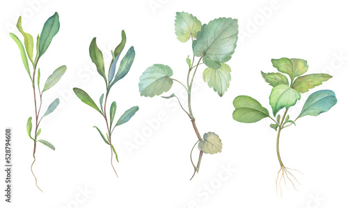 Set of field plants. young green stem with leaves and roots. Glechoma hederacea and tunhoof. hand draw. botanical illustration. medical plant. sprout in watercolor. weed plant
