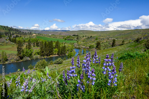 Blue flowers blooming on a Lupine plant, wildflower native to the dry shrub-steppe environment in Central Washington 
