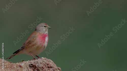 Common Linnet is in stone.