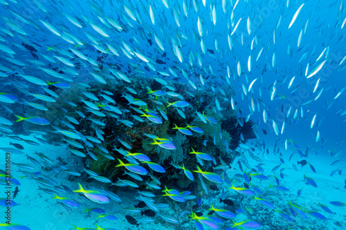 Reef scenic with massive fusiliers and surgeonfishes, Raja Ampat Indonesia.