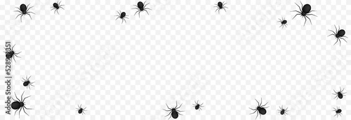 Vector spiders on an isolated transparent background. Background with spiders for design. Spiders PNG. Halloween spiders PNG. Background for Halloween.