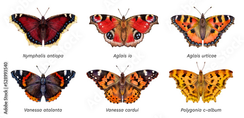 Watercolor butterflies: Aglais urticae, Nymphalis antiopa, Aglais io, Vanessa cardui, Vanessa atalanta, Polygonia c-album. Hand drawn painting insect illustration.
