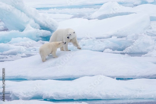 Polar bear mother with cub