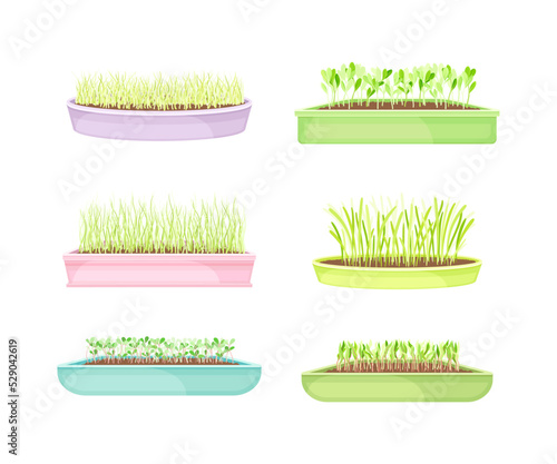 Microgreens as Vegetable Greens Growing in Plastic Containers Vector Set