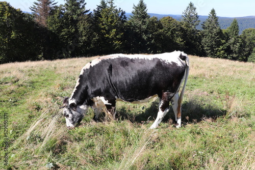 Vosges - Petit Drumont - Vache dans un pré