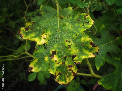 Eggplant leaves, eggplant leaves are damaged.