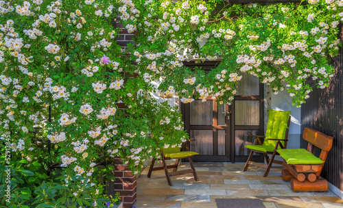 Rambler rose bush at a house front door