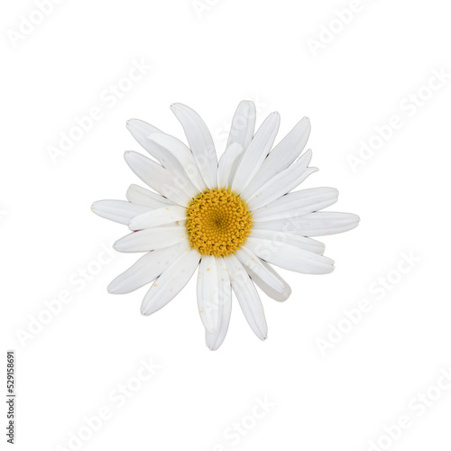 daisy isolated on white background