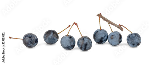 Blackthorn fruits isolated on a white background