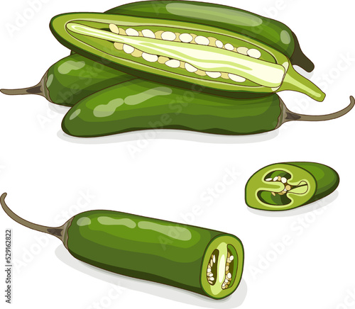 Whole, quarter, and half of green serrano Chile peppers. Chile serrano or serrano chilis. Chili pepper. Capsicum annuum. Vegetables. Cartoon style. Vector illustration isolated on white background.